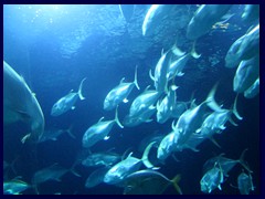 L'Oceanogràfic Oceanarium 036